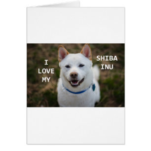 shiba-inu-crème liefde met pic