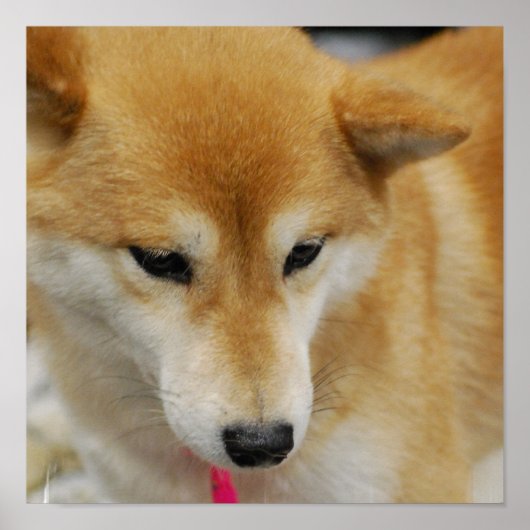 Shiba Inu Dog Poster (Voorkant)
