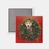 Shiba Inu-hond in kerstmis Magneet (Voorkant / Achterkant)