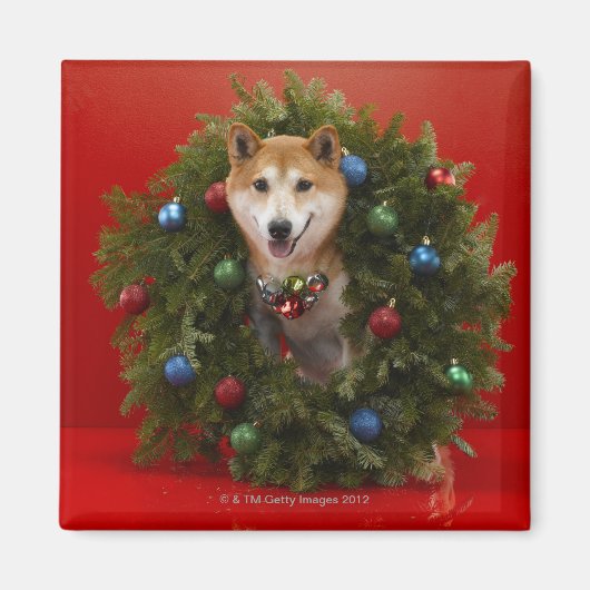 Shiba Inu-hond in kerstmis Magneet (Voorkant)