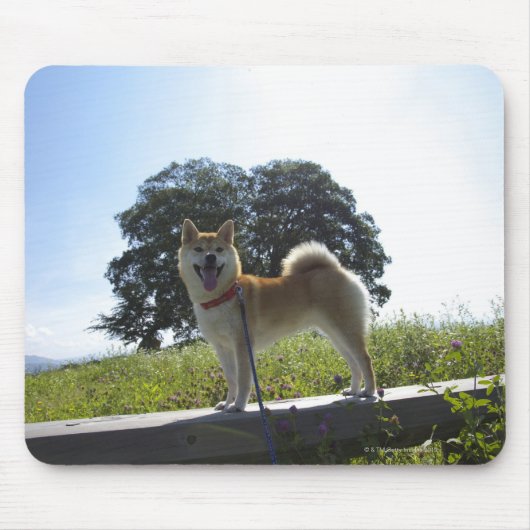 Shiba Inu Muismat (Voorkant)