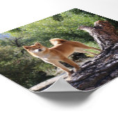Shiba Inu Poster (Hoek)