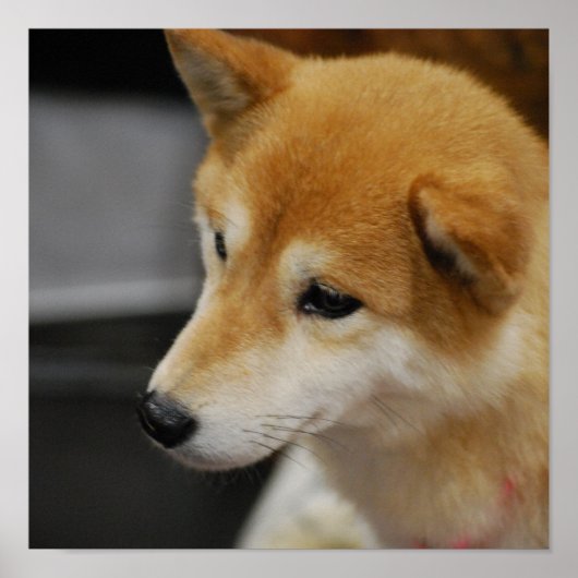 Shiba Inu Poster (Voorkant)