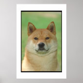 Shiba Inu Poster (Voorkant)