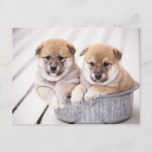 Shiba Inu-puppies in aluminiumbad Briefkaart