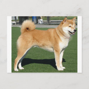 Shiba Inu volledig Briefkaart