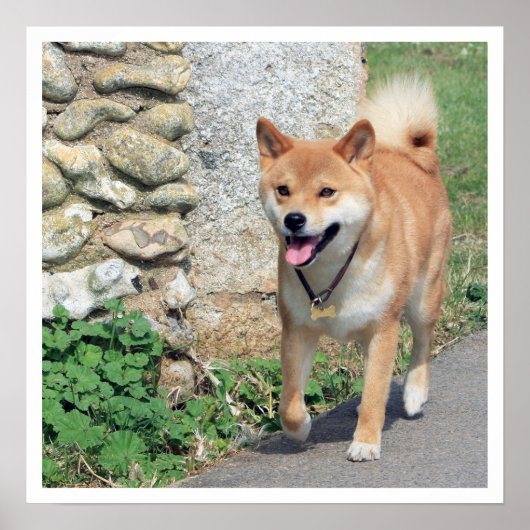 Shiba Inu Walking Poster (Voorkant)