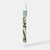 Shield Backed Katydid 230924IREF220 - Watercolor (Côté droit)