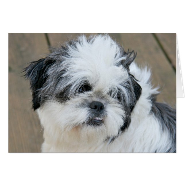Shih pensif Tzu (Devant horizontal)