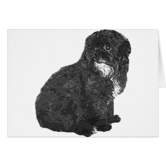 Shih Poo (Devant horizontal)