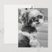 Shih Tau Girl Briefkaart (Voorkant / Achterkant)