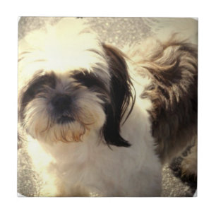 Shih-Tsu Dog Tile Tegeltje