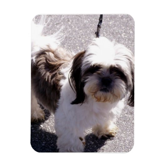 Shih Tsu Puppy Premium Magnet (Vertical)