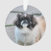 Shih Tzu (devant)