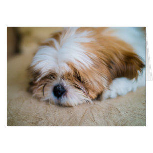 Shih Tzu