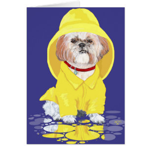 Shih Tzu April Showers