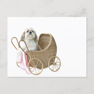 Shih Tzu baby buggy Briefkaart