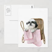 Shih Tzu baby buggy Briefkaart (Voorkant / Achterkant)