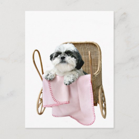Shih Tzu baby buggy Briefkaart (Voorkant)