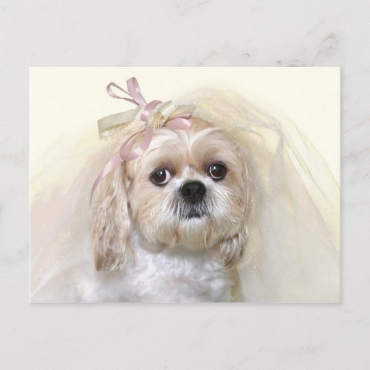 Shih Tzu Bride Briefkaart (Voorkant)