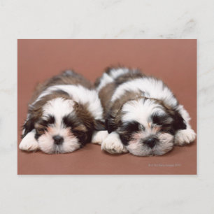 Shih Tzu Briefkaart