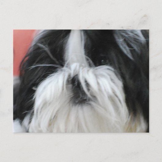 Shih Tzu Briefkaart (Voorkant)