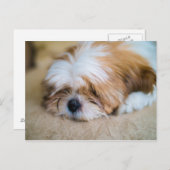 Shih Tzu Briefkaart (Voorkant / Achterkant)