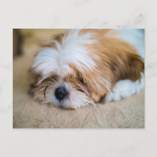 Shih Tzu Briefkaart (Voorkant)