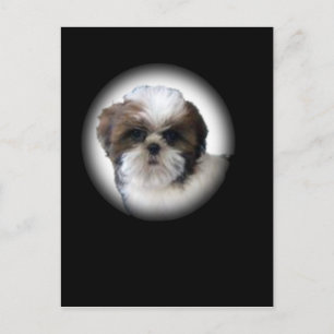 Shih-Tzu Briefkaart
