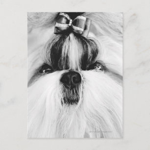 Shih Tzu Briefkaart