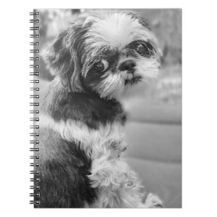 Shih Tzu Carnet fille