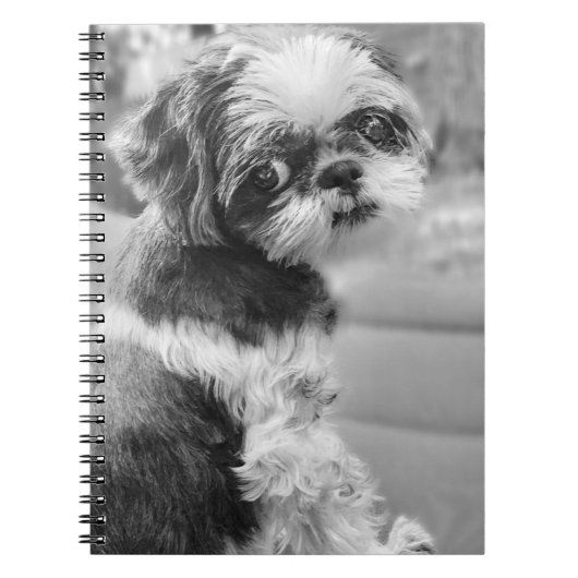Shih Tzu Carnet fille (Devant)