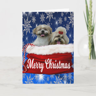 Shih tzu Carte de voeux Noël