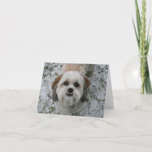 Shih-Tzu Cute Schattige Dog Holiday Kerstmis Feestdagen Kaart