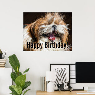 Shih tzu die gaapt lachend grappig Gefeliciteerd m Poster