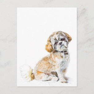 Shih Tzu Dog Briefkaart