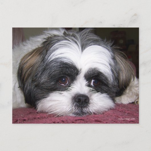 Shih Tzu Dog Briefkaart (Voorkant)