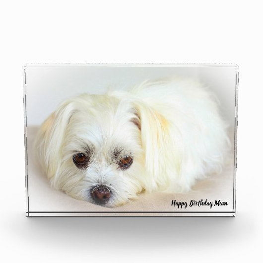 Shih Tzu Dog Fotoblokken (Voorkant)