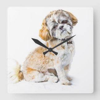 Shih Tzu Dog Horloge murale