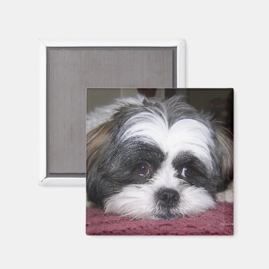 Shih Tzu Dog Magneet (Voorkant / Achterkant)