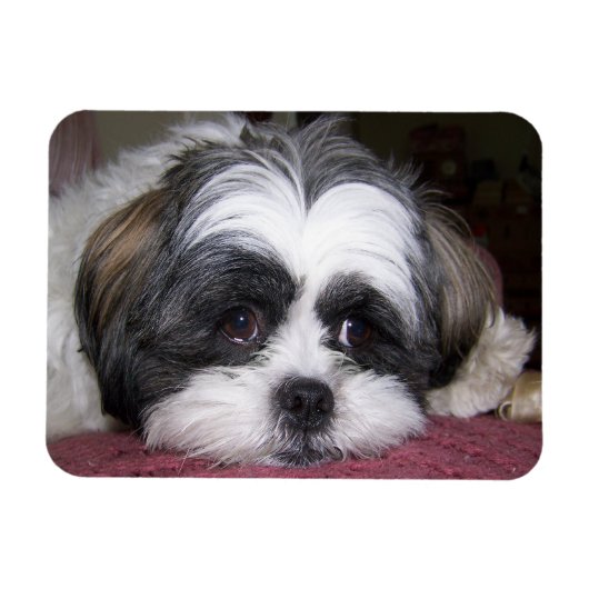 Shih Tzu Dog Magneet (Horizontaal)