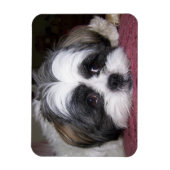Shih Tzu Dog Magneet (Verticaal)