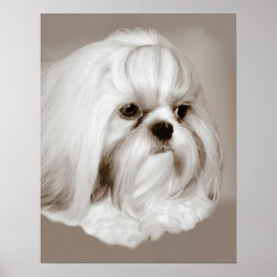 Shih Tzu Dog Portret Poster