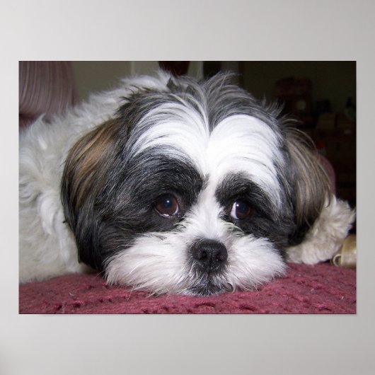 Shih Tzu Dog Poster (Voorkant)