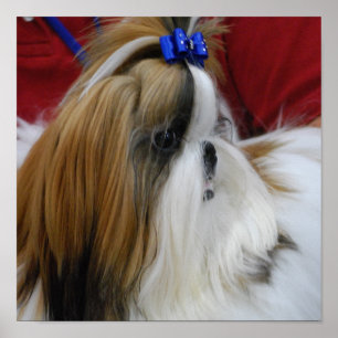 Shih Tzu Dog Poster