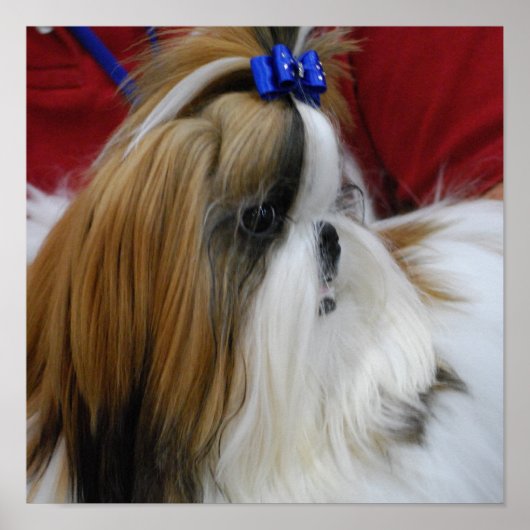 Shih Tzu Dog Poster (Voorkant)