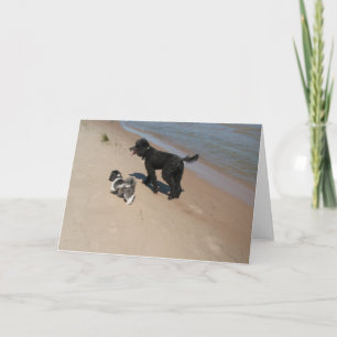 Shih-Tzu en poedelvrienden op het strand Kaart