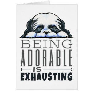 Shih Tzu Être adorable