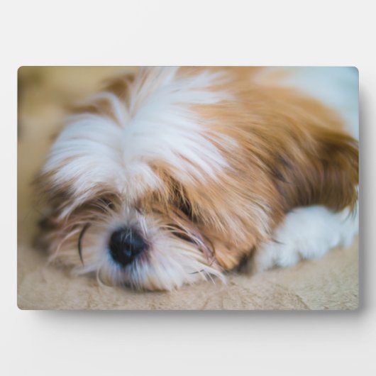 Shih Tzu Fotoplaat (voorkant)