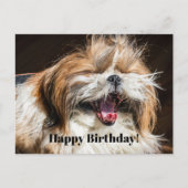 Shih tzu gaapt lachend grappig Gefeliciteerd met j Briefkaart (Voorkant)